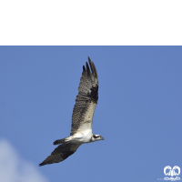 خانواده عقاب ماهیگیر PANDIONIDAE